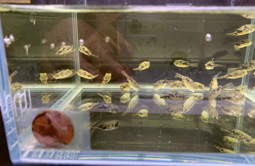 Fahaka Puffer - larger than pictures