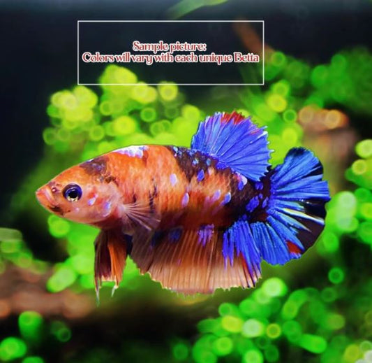 Koi Betta Female