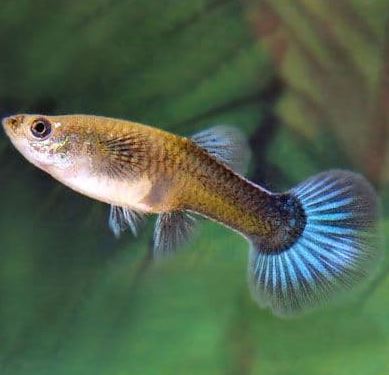 Assorted Guppy female