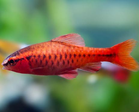 Cherry Barb