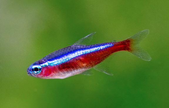 Cardinal Tetra