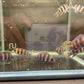 Frontosa Cichlid (1.0-1.5")