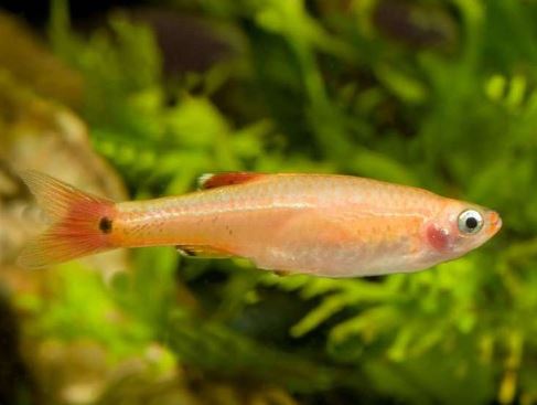 15 White Cloud (Size M)