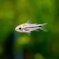 6 Pygmy Cory