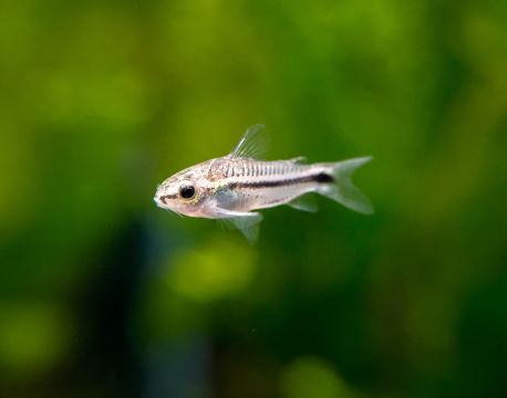 6 Pygmy Cory