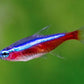 Cardinal Tetra
