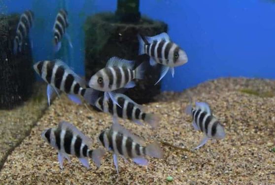 Frontosa Cichlid (1.0-1.5")