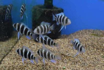 Frontosa Cichlid (1.0-1.5")