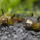 Horned Nerite Snail, Assorted