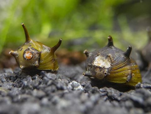 Horned Nerite Snail, Assorted