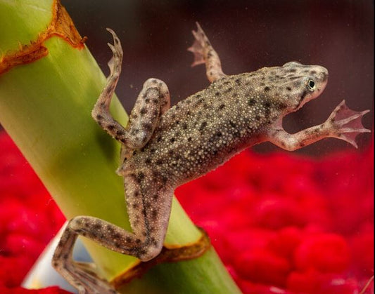 African Dwarf Frog