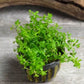 Pearl Weed Hemianthus Portion Cup Live Aquarium Plant