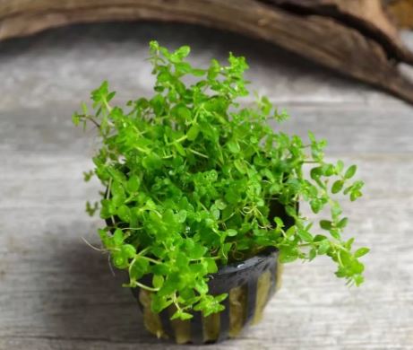 Pearl Weed Hemianthus Portion Cup Live Aquarium Plant