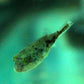 Fahaka Puffer - larger than pictures