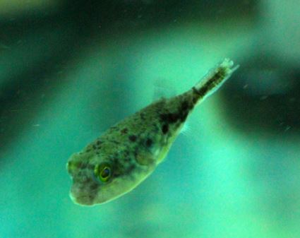 Fahaka Puffer - larger than pictures