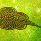 Hillstream Loach / Sewellia lineolata