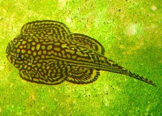 Hillstream Loach / Sewellia lineolata