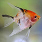 Red Head Koi Angelfish Size: S/M