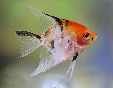 Red Head Koi Angelfish Size: S/M