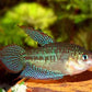 Sparkling Gourami