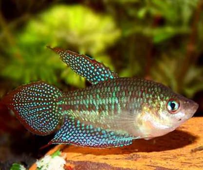 Sparkling Gourami