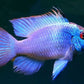 Blue Ram