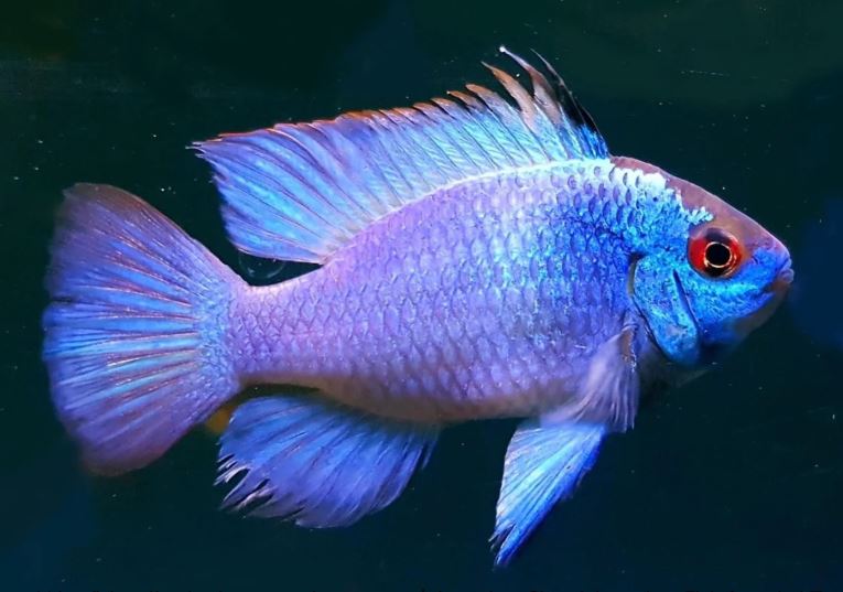 Blue Ram