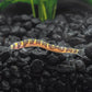 Kuhli Loach