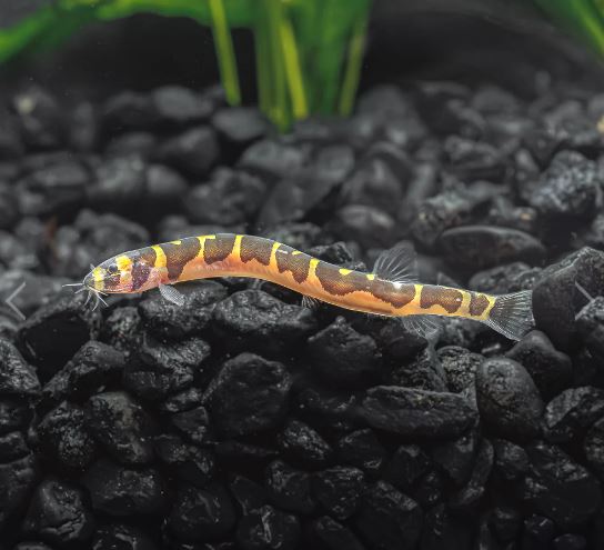 Kuhli Loach