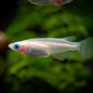 Pearl Galaxy Medaka Ricefish / Japanese Ricefish