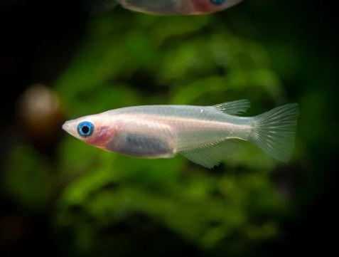 Pearl Galaxy Medaka Ricefish / Japanese Ricefish