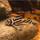 Zebra Pleco 1.0"-1.5"