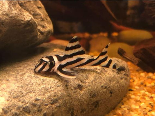 Zebra Pleco 1.0"-1.5"