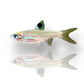 Emerald Eye Rasbora