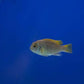 Acei Cichlid