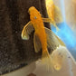 Golden Blue Eye Longfin Bushy Nose