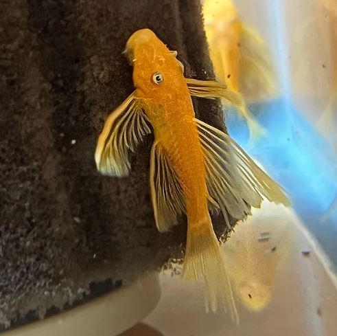 Golden Blue Eye Longfin Bushy Nose
