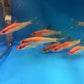 Gold Roseline Shark