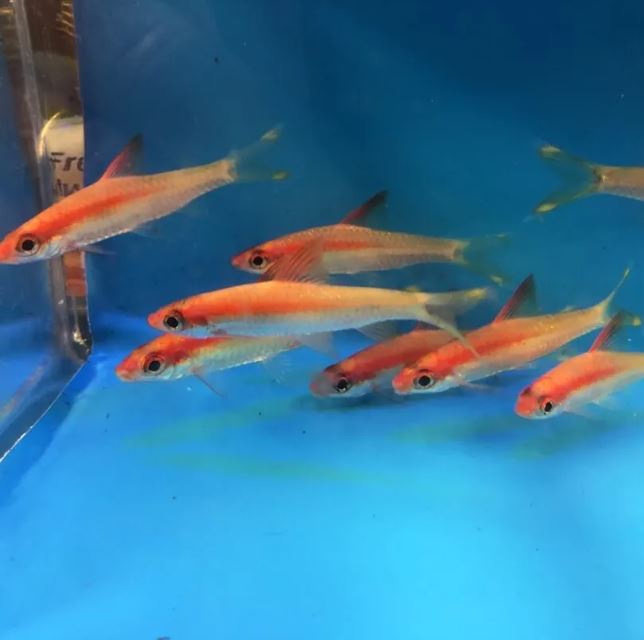 Gold Roseline Shark