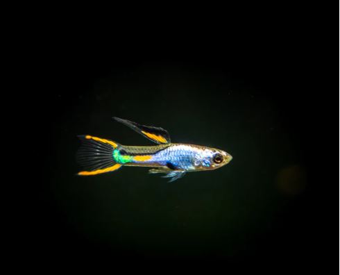 El Dorado Endler pairs