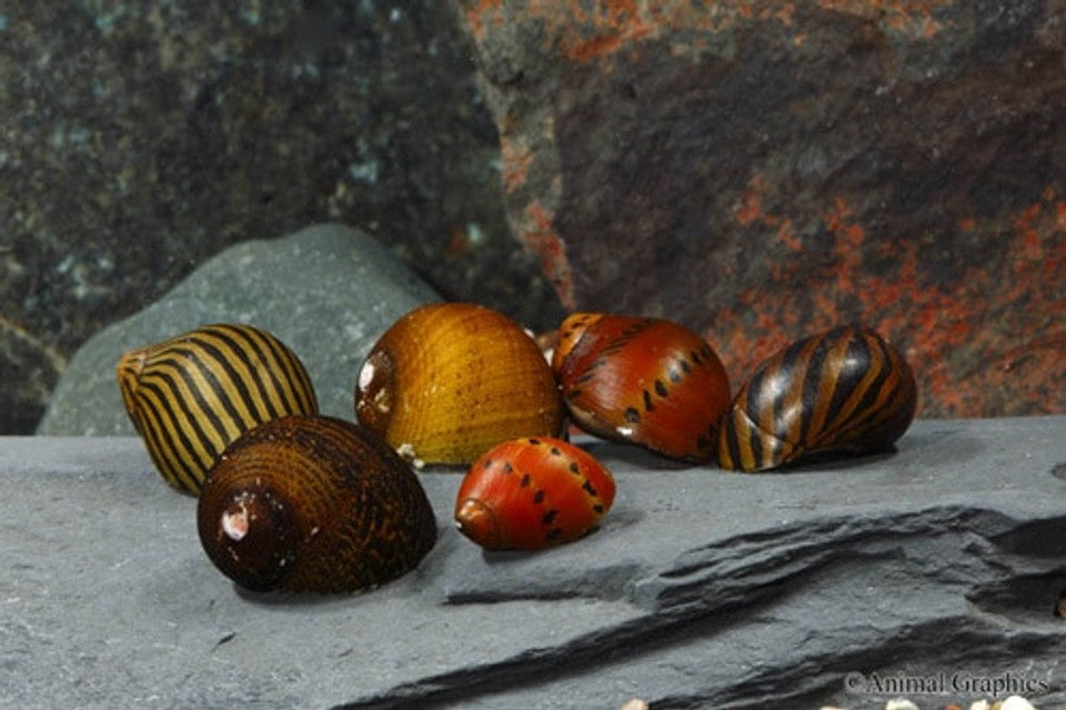 Assorted Nerite Snail
