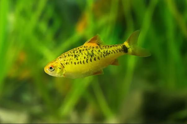 Gold Barb