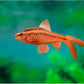 Cherry Barb
