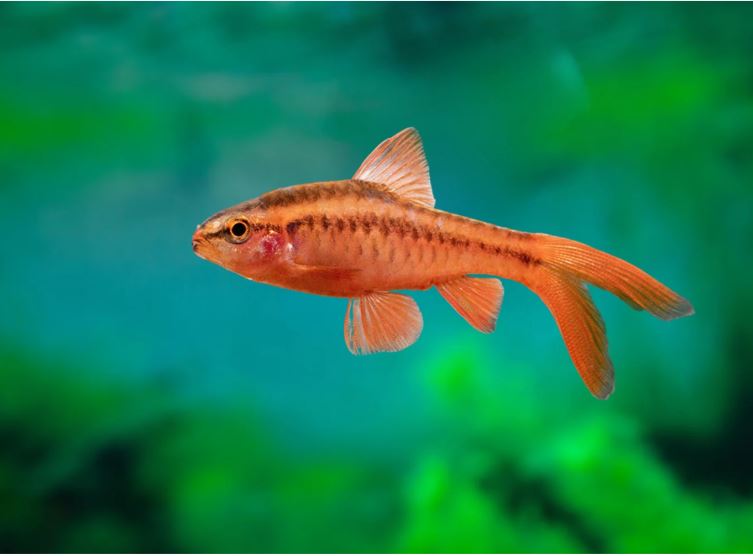 Cherry Barb