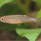 Danio Rose