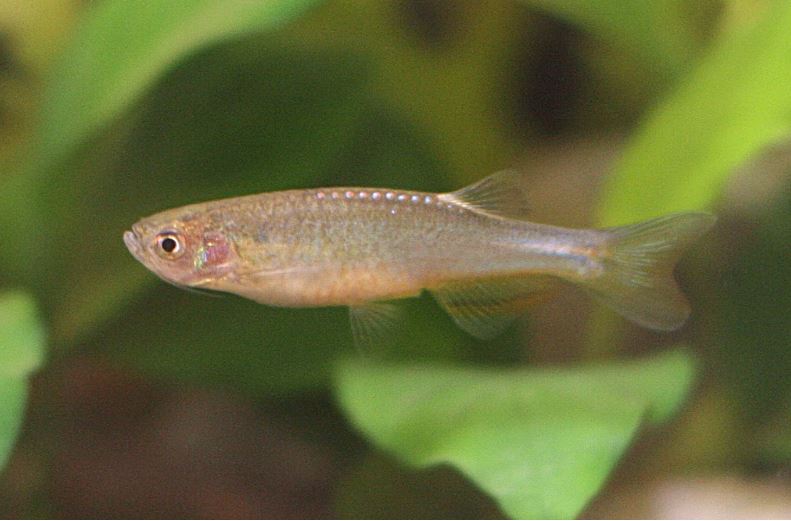 Danio Rose