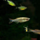 Kyathit Danio