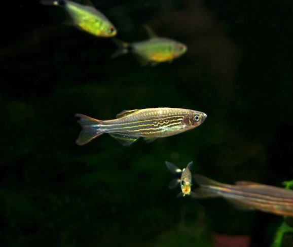 Kyathit Danio