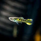 Tiger Endler - Male