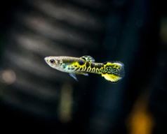 Tiger Endler - Male